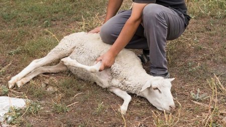 Qurban kəsirik: Nəyi bilməliyik?