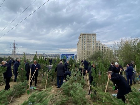 Paytaxtda kütləvi ağacəkmə aksiyaları davam edir