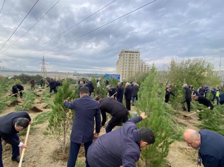 Paytaxtda kütləvi ağacəkmə aksiyaları davam edir