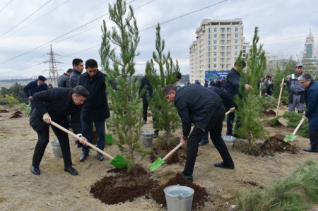 Paytaxtda kütləvi ağacəkmə aksiyaları davam edir