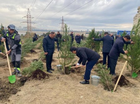 Paytaxtda kütləvi ağacəkmə aksiyaları davam edir